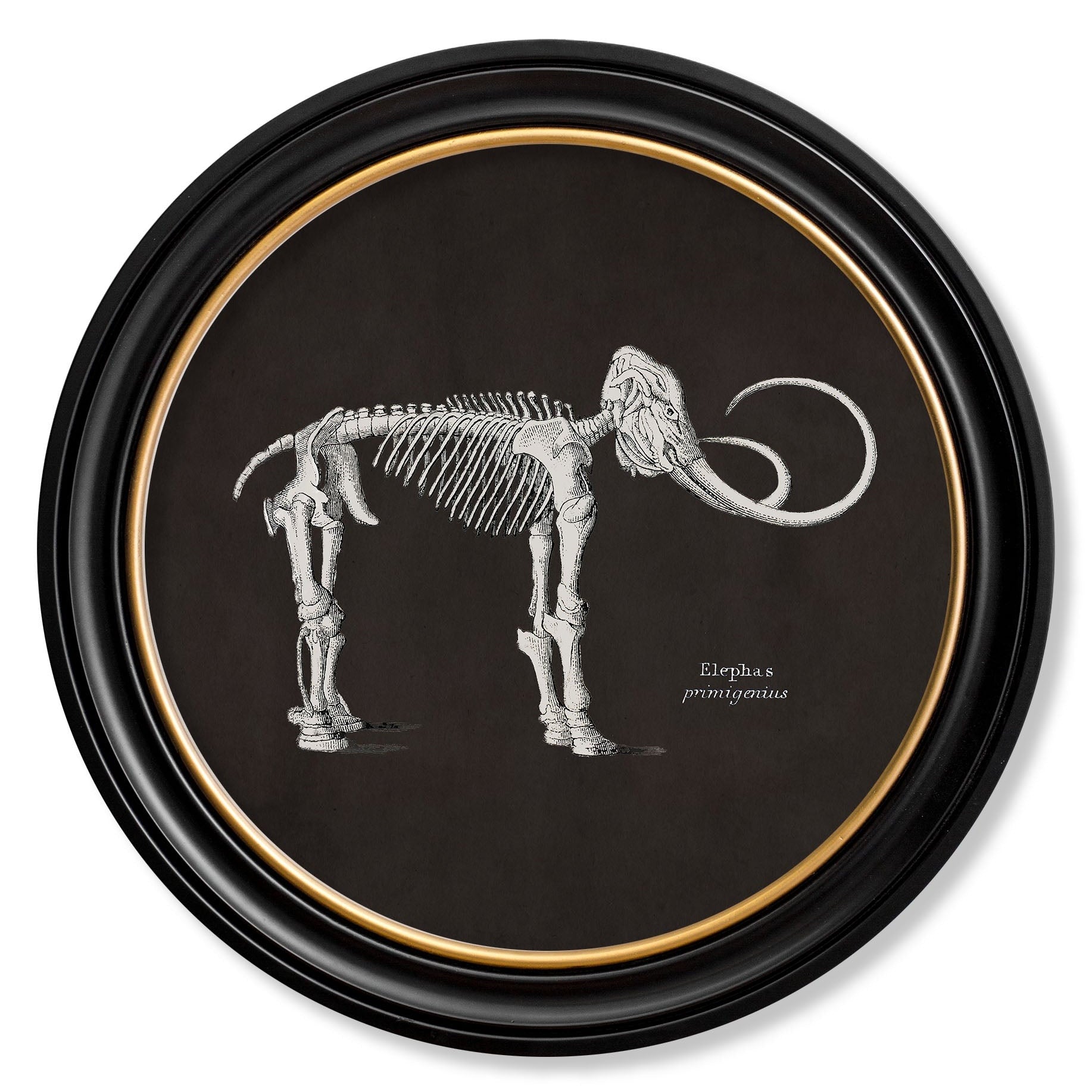 Anatomical Animal Skeletons with Black Background – Oxford Round Framed Print