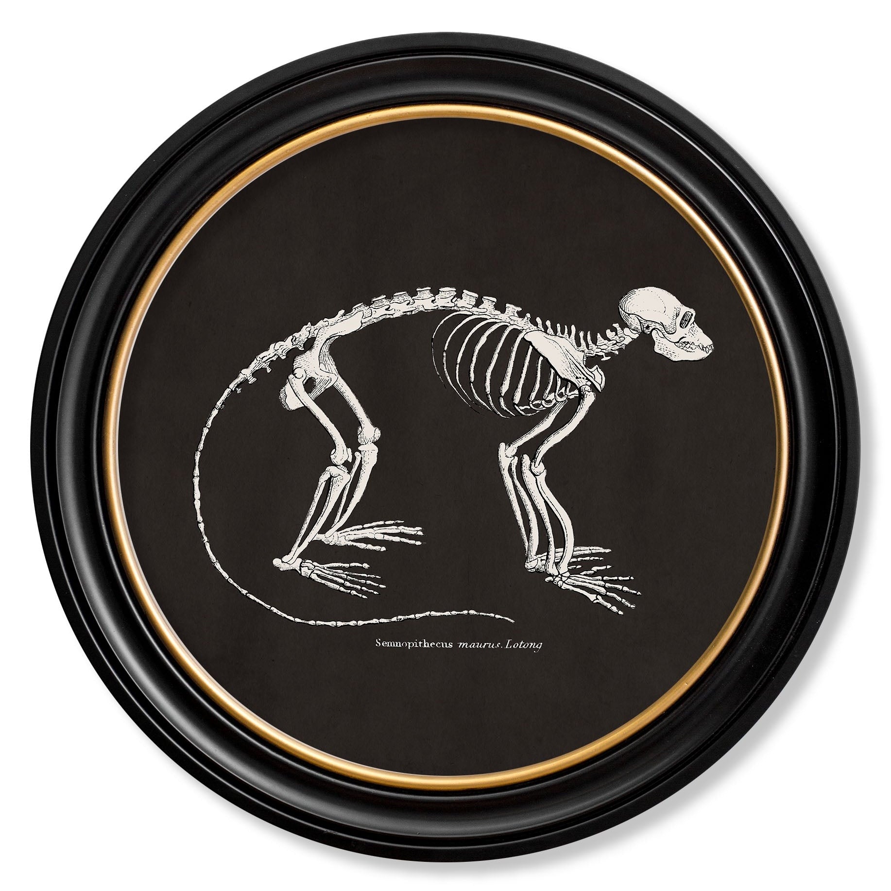 Anatomical Animal Skeletons with Black Background – Oxford Round Framed Print