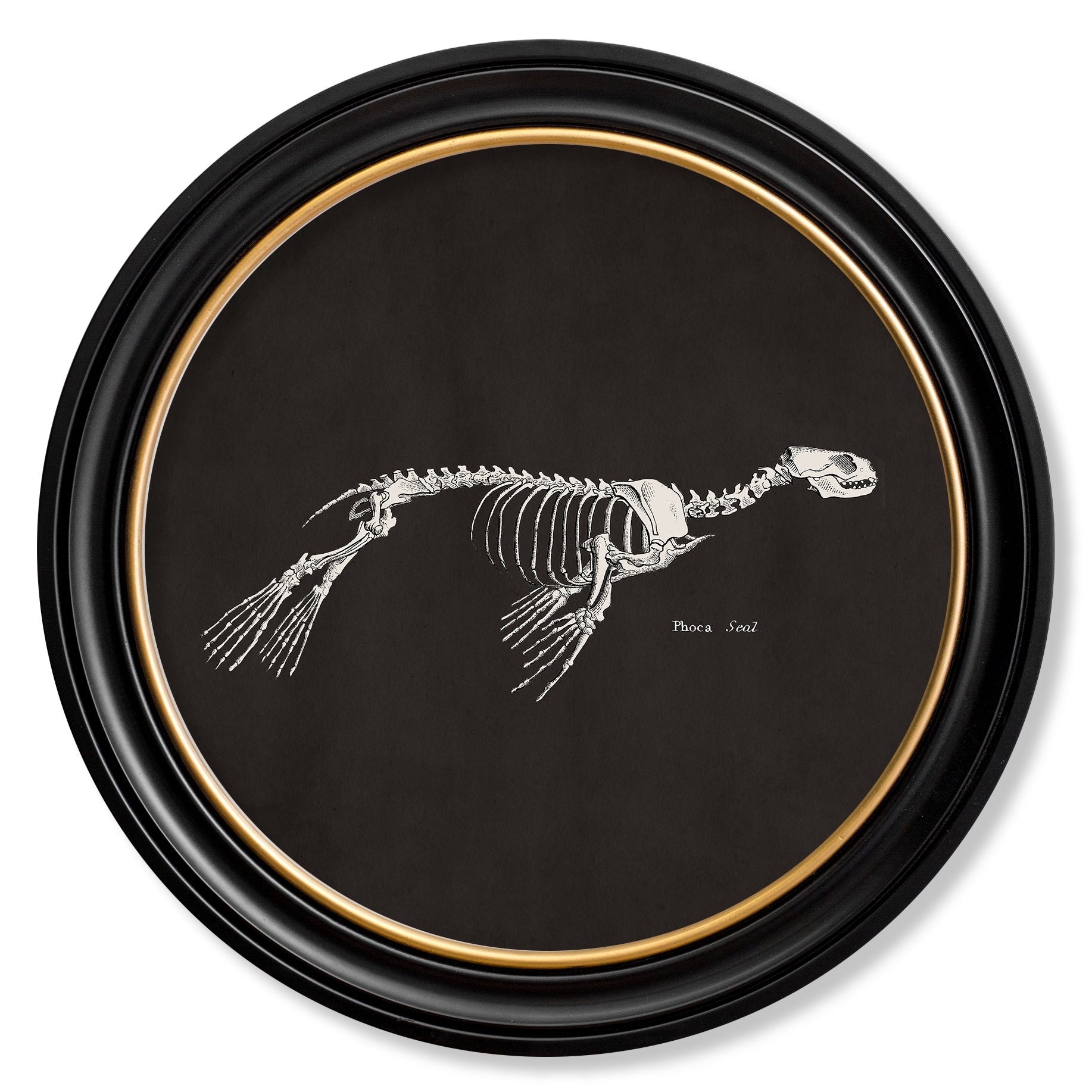 Anatomical Animal Skeletons with Black Background – Oxford Round Framed Print