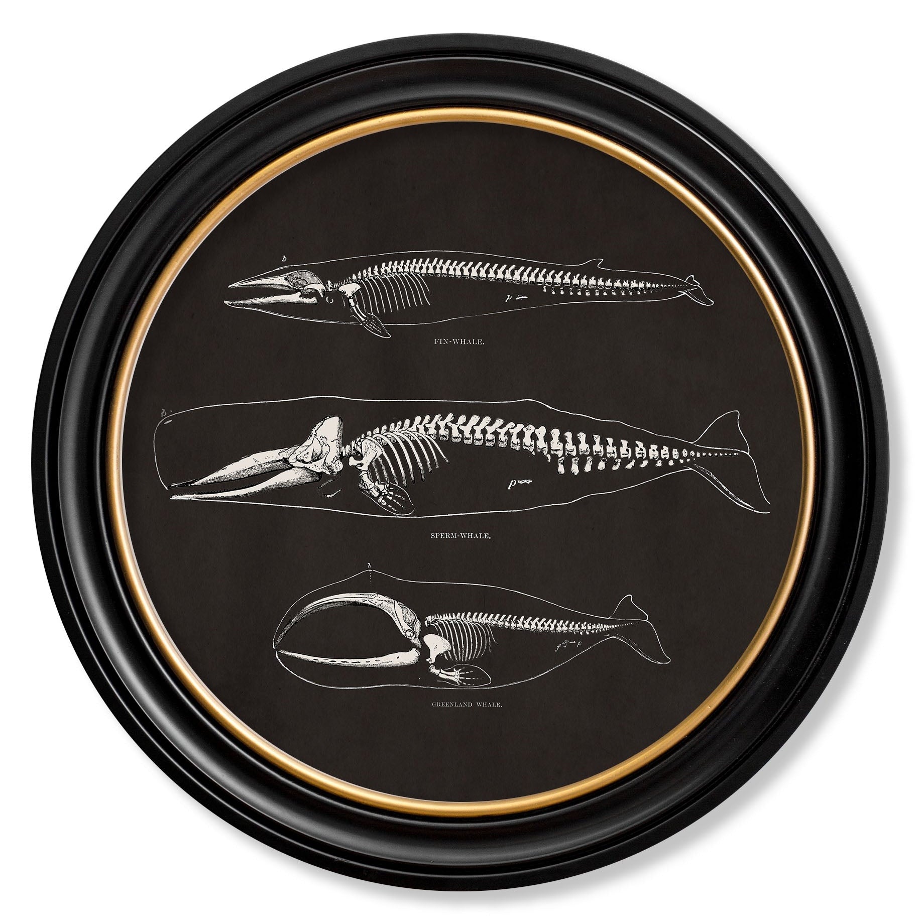 Anatomical Animal Skeletons with Black Background – Oxford Round Framed Print