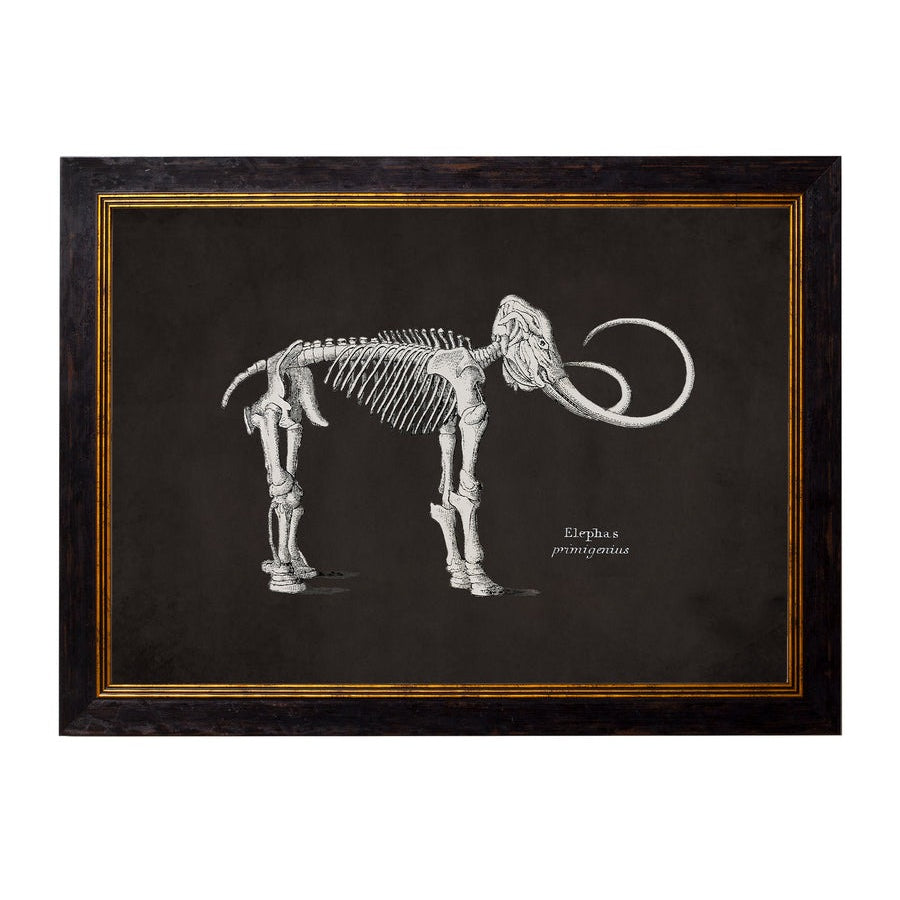 Anatomical Animal Skeletons with Black Background – Oxford Slim Framed Print