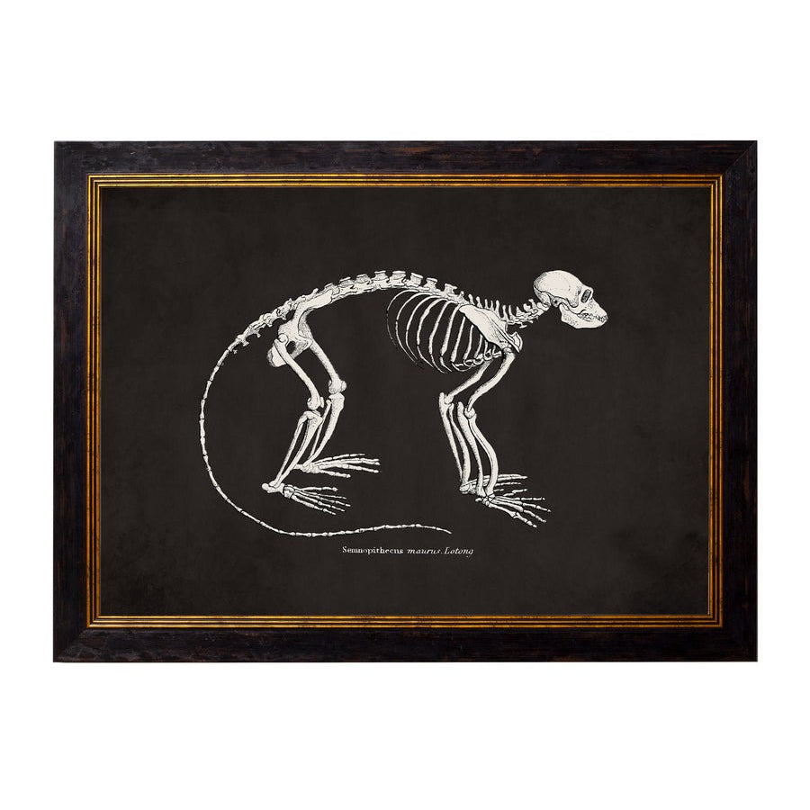 Anatomical Animal Skeletons with Black Background – Oxford Slim Framed Print