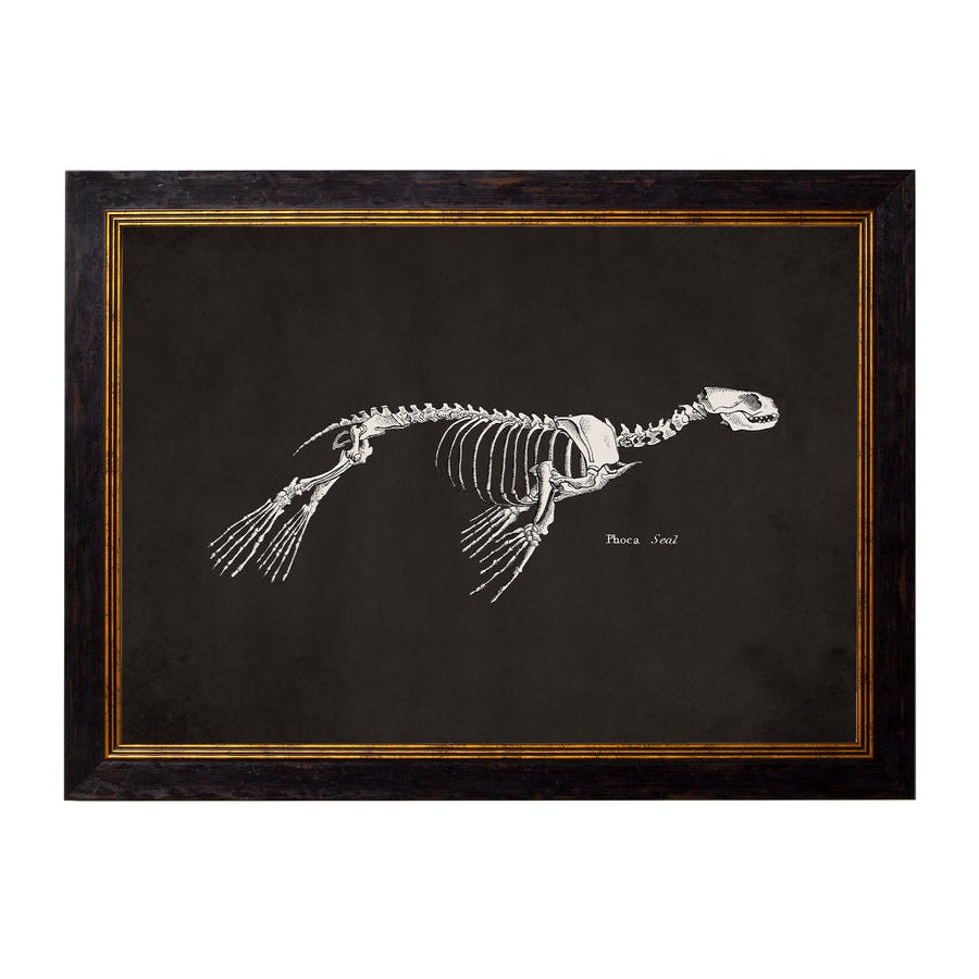 Anatomical Animal Skeletons with Black Background – Oxford Slim Framed Print