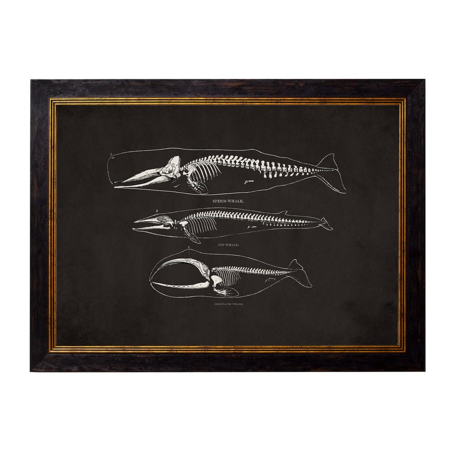 Anatomical Animal Skeletons with Black Background – Oxford Slim Framed Print