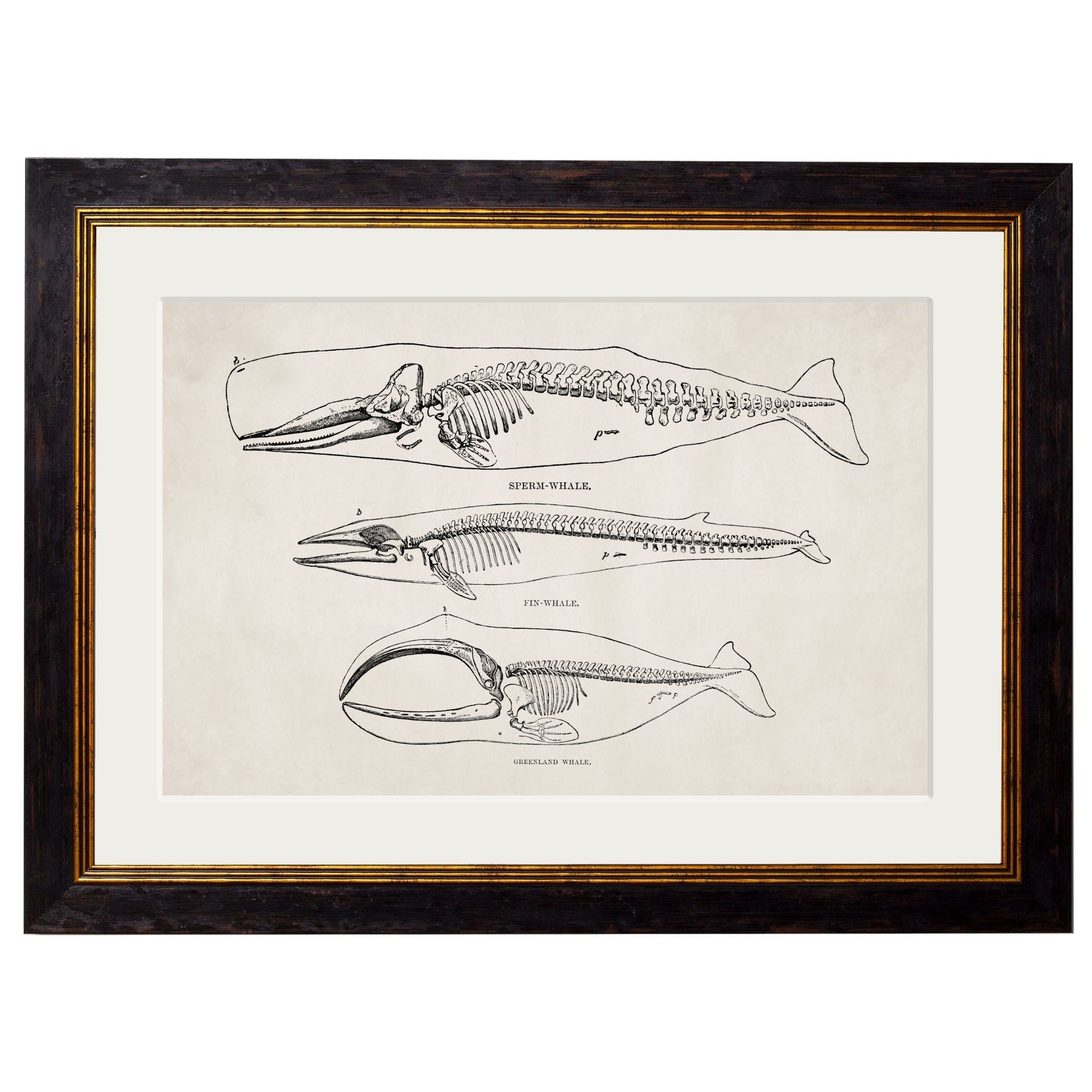 Anatomical Animal Skeletons with White Background – Oxford Slim Framed Print