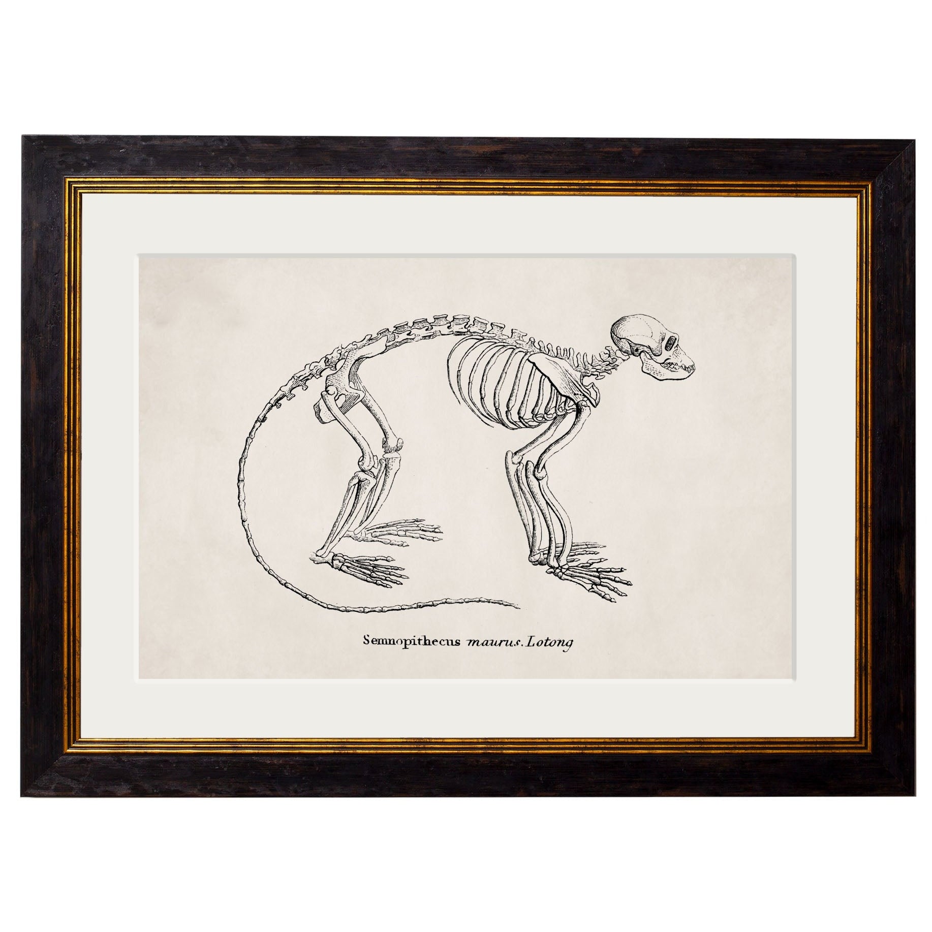 Anatomical Animal Skeletons with White Background – Oxford Slim Framed Print