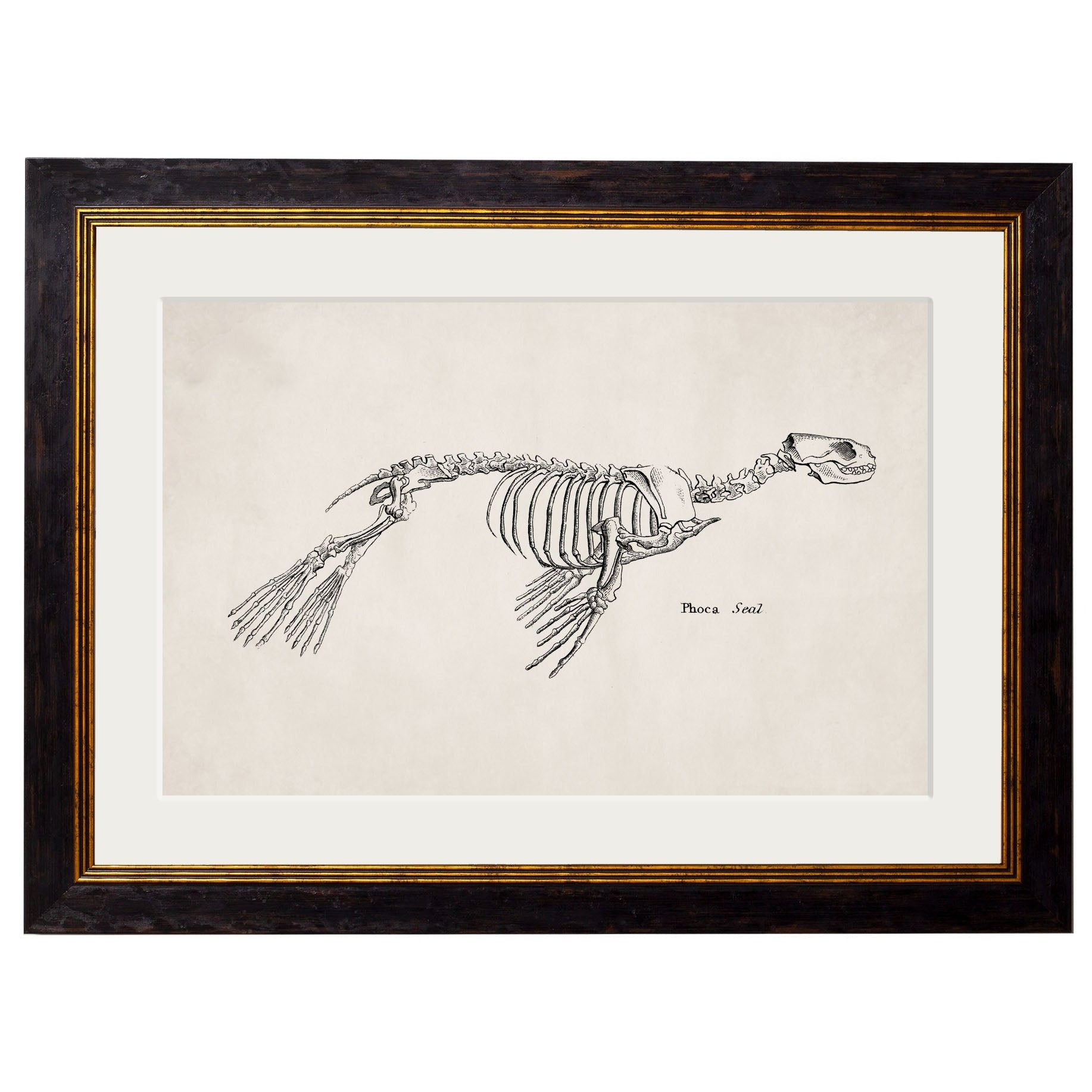 Anatomical Animal Skeletons with White Background – Oxford Slim Framed Print