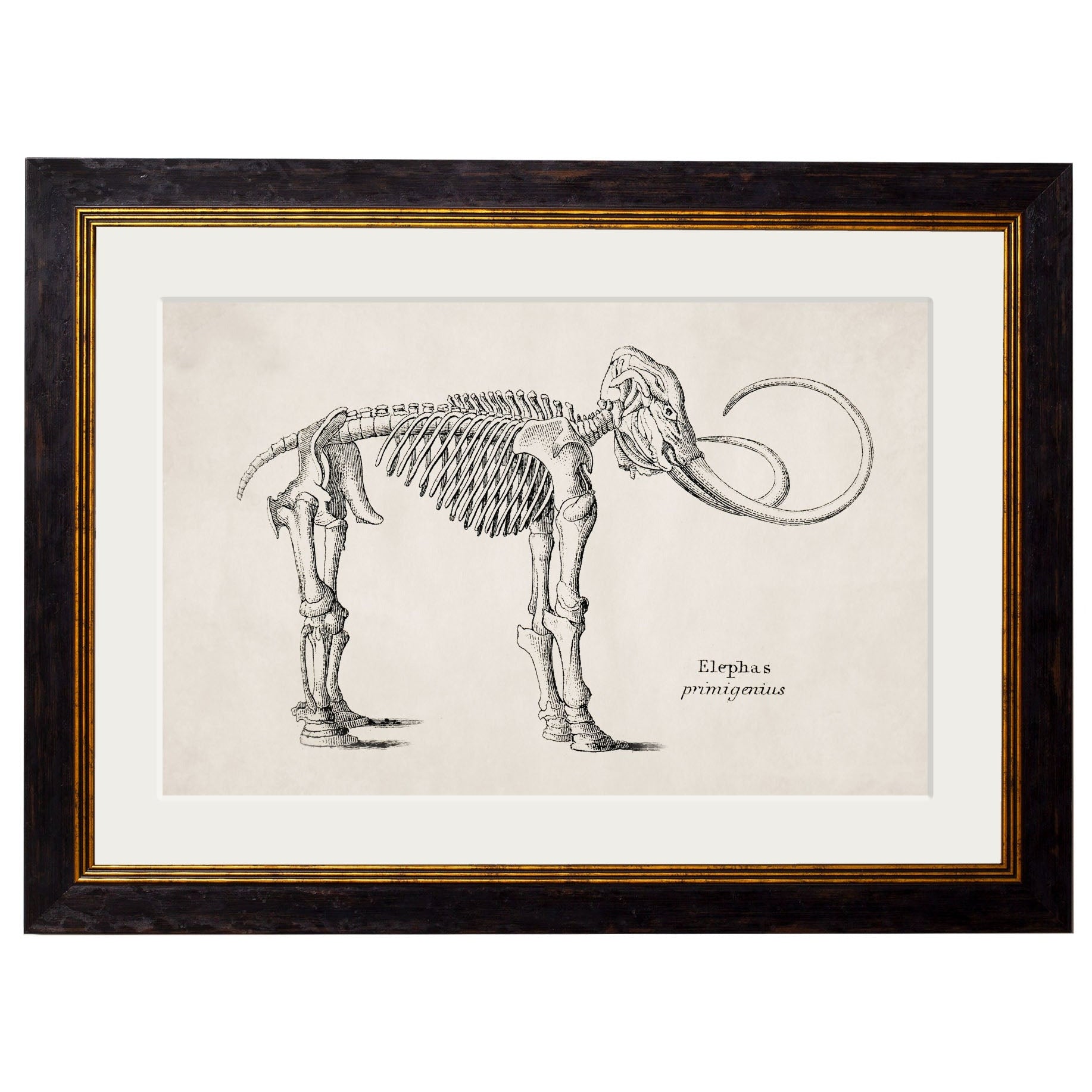 Anatomical Animal Skeletons with White Background – Oxford Slim Framed Print
