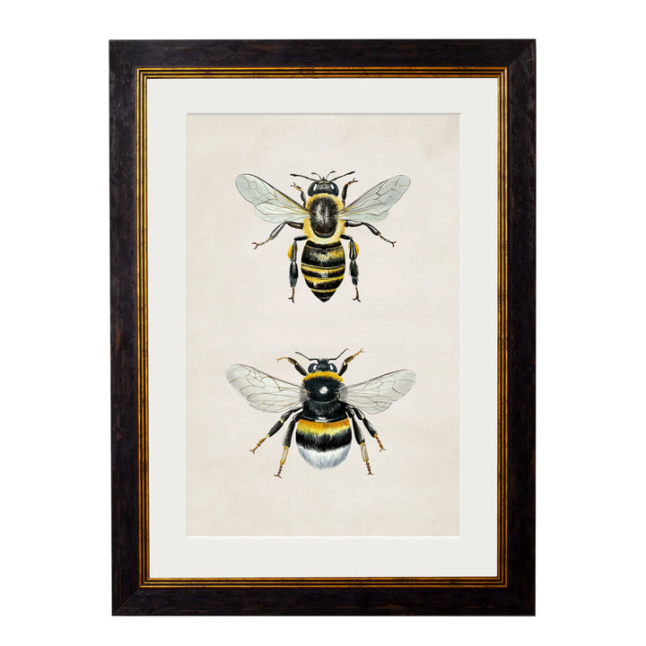 British Bees – Oxford Slim Framed Print