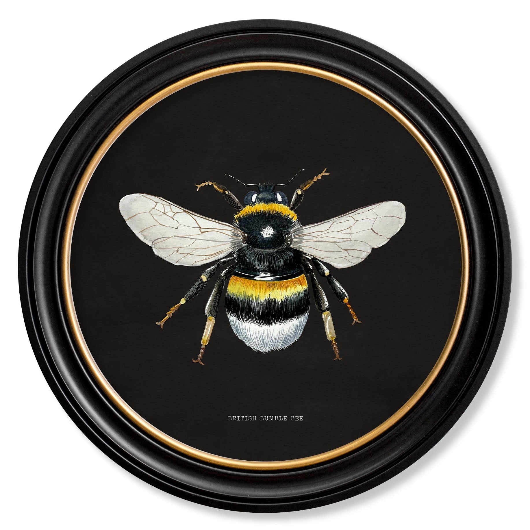 British Bees with Black Background – Oxford Round Framed Print