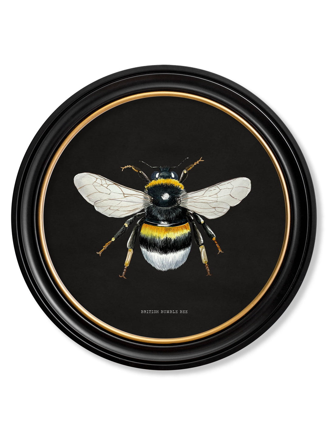 British Bees with Black Background – Oxford Round Framed Print