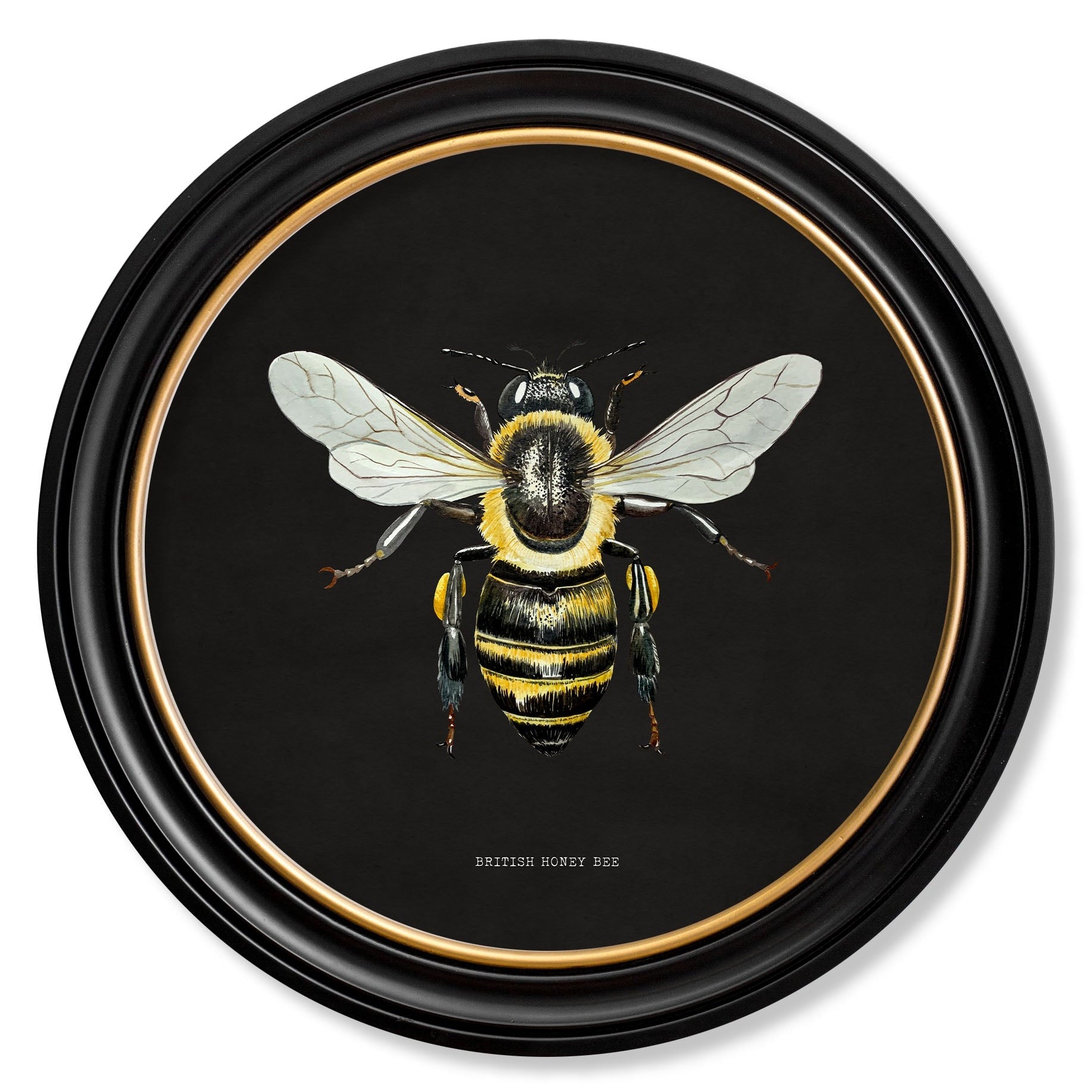British Bees with Black Background – Oxford Round Framed Print