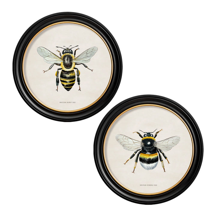 British Bees with White Background – Oxford Round Framed Print