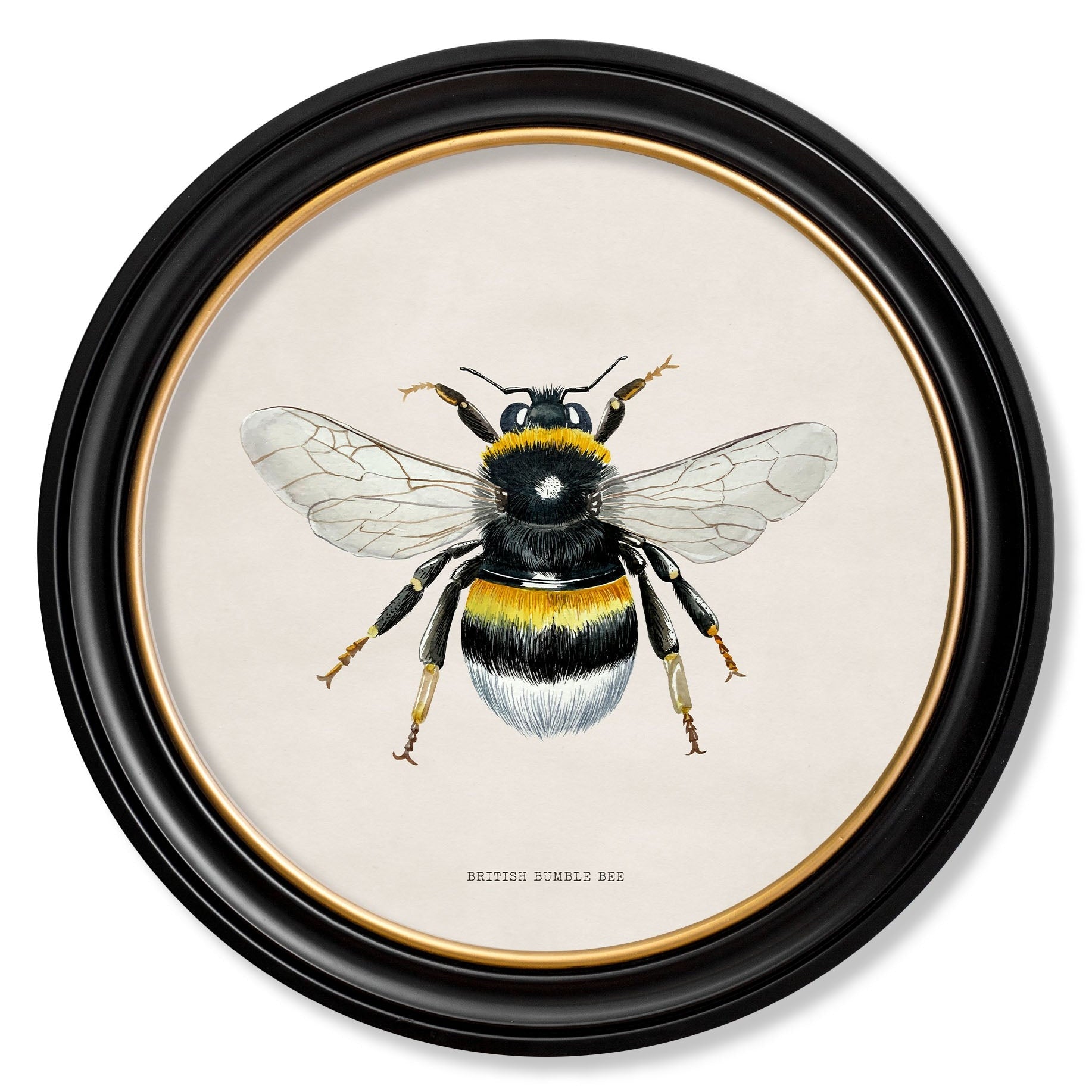British Bees with White Background – Oxford Round Framed Print