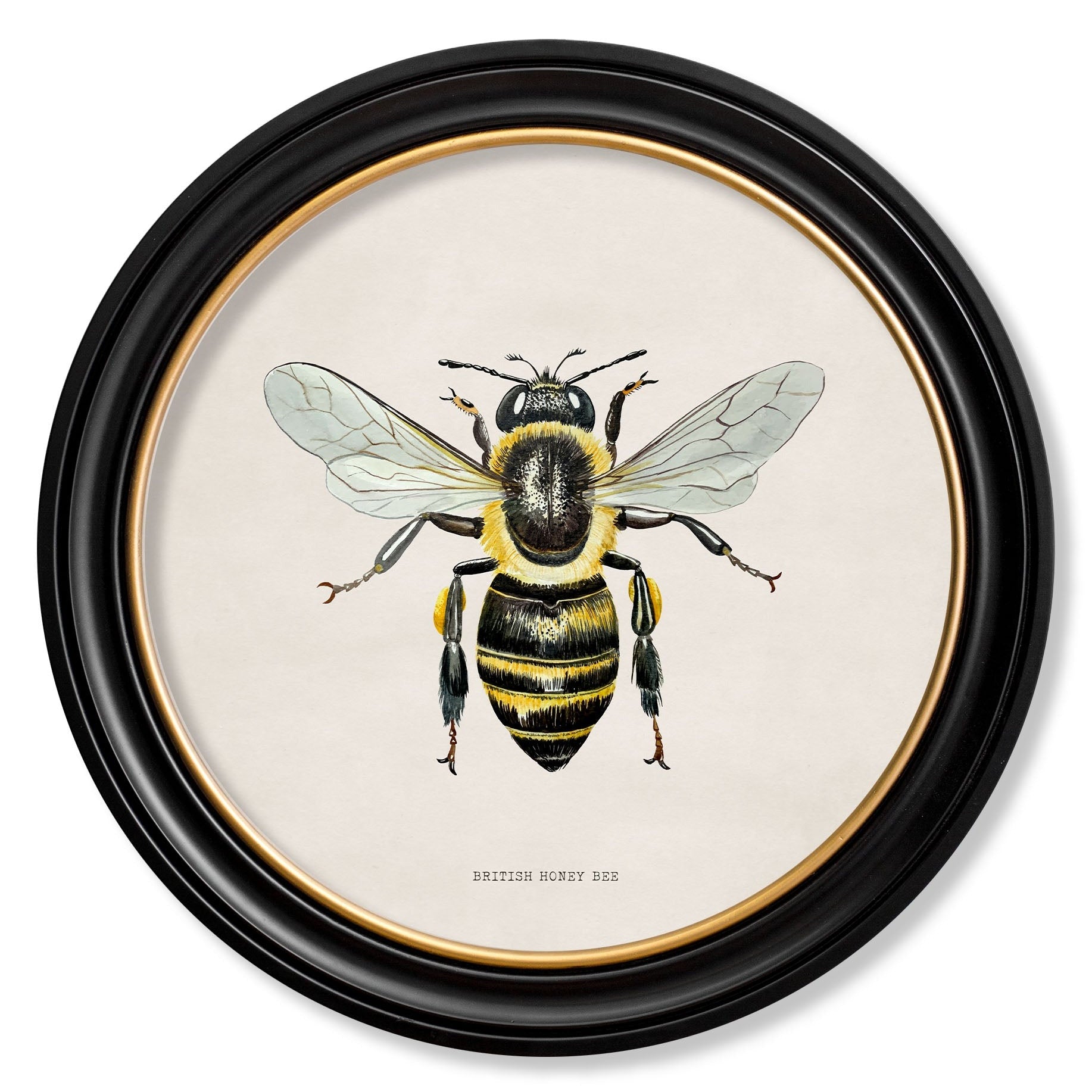 British Bees with White Background – Oxford Round Framed Print