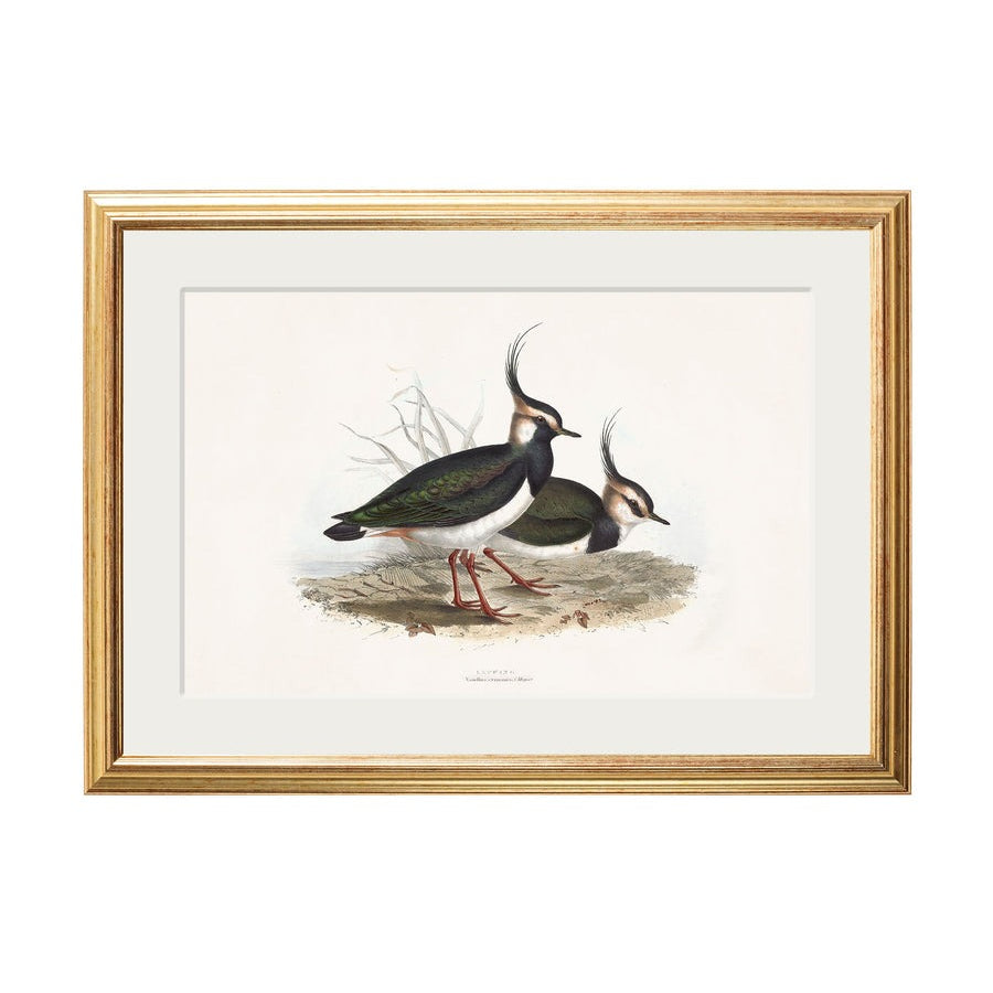 British Coastal Birds – Gold Slim Framed Print
