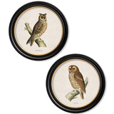 British Owls – Oxford Round Framed Print