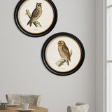 British Owls – Oxford Round Framed Print