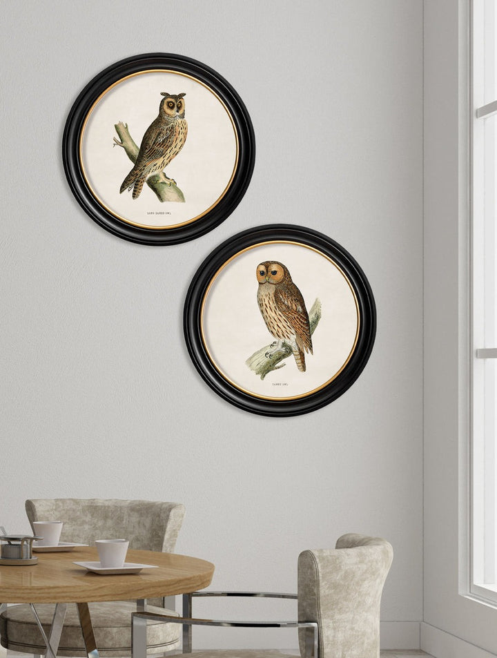 British Owls – Oxford Round Framed Print