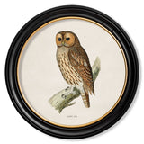 British Owls – Oxford Round Framed Print