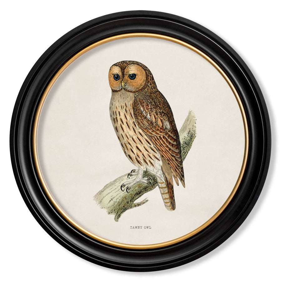 British Owls – Oxford Round Framed Print