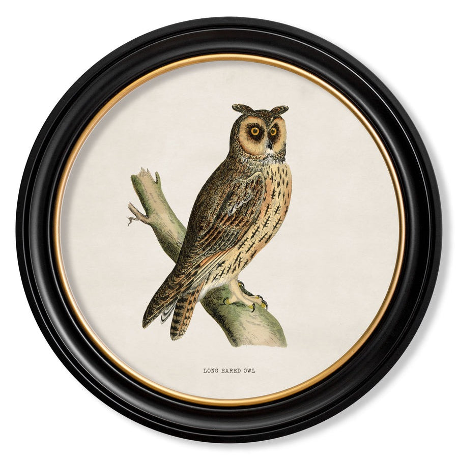 British Owls – Oxford Round Framed Print