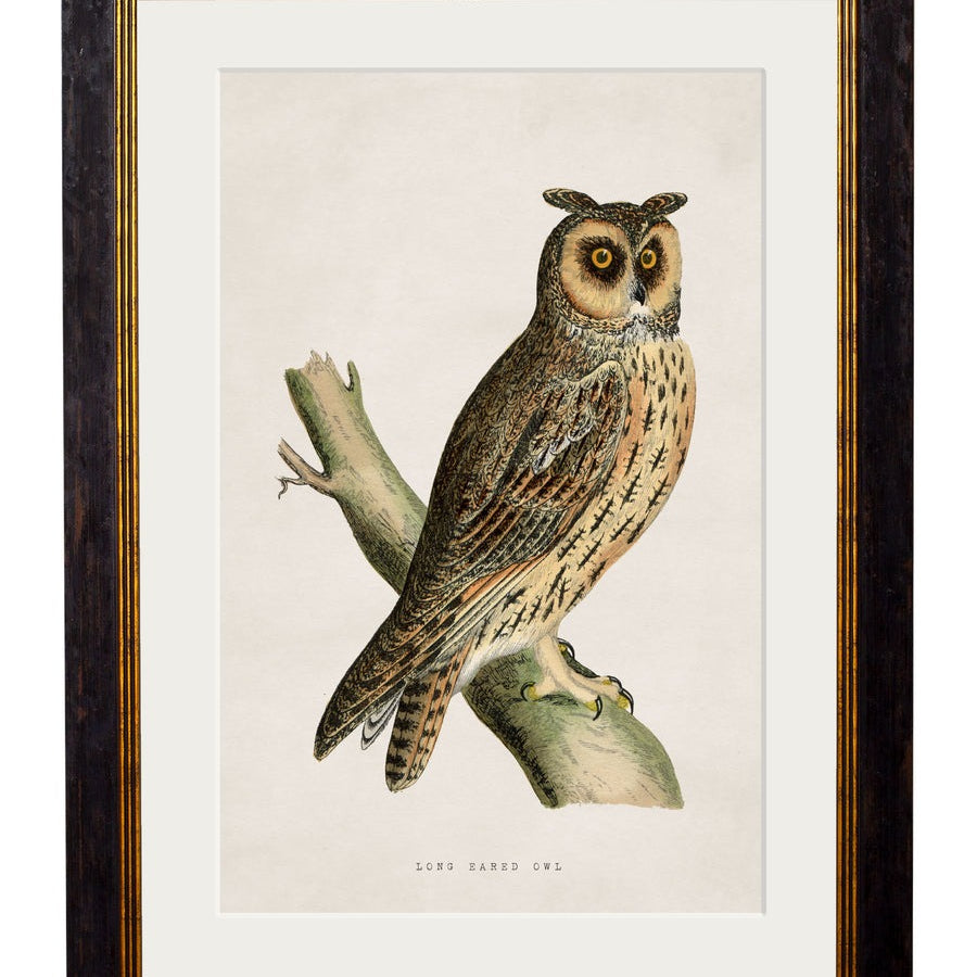 British Owls – Oxford Slim Framed Print