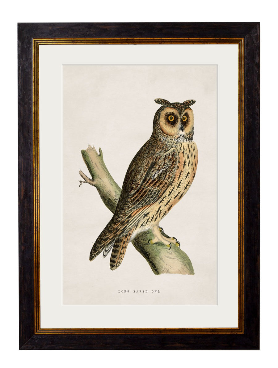 British Owls – Oxford Slim Framed Print