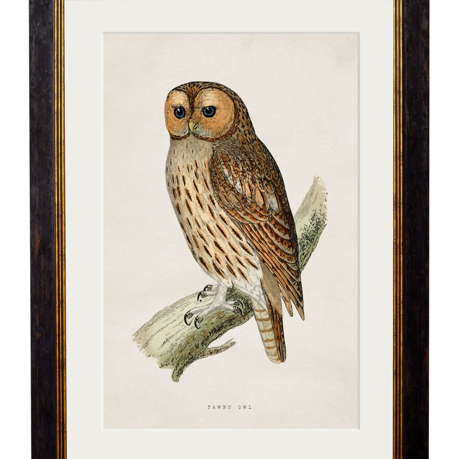 British Owls – Oxford Slim Framed Print