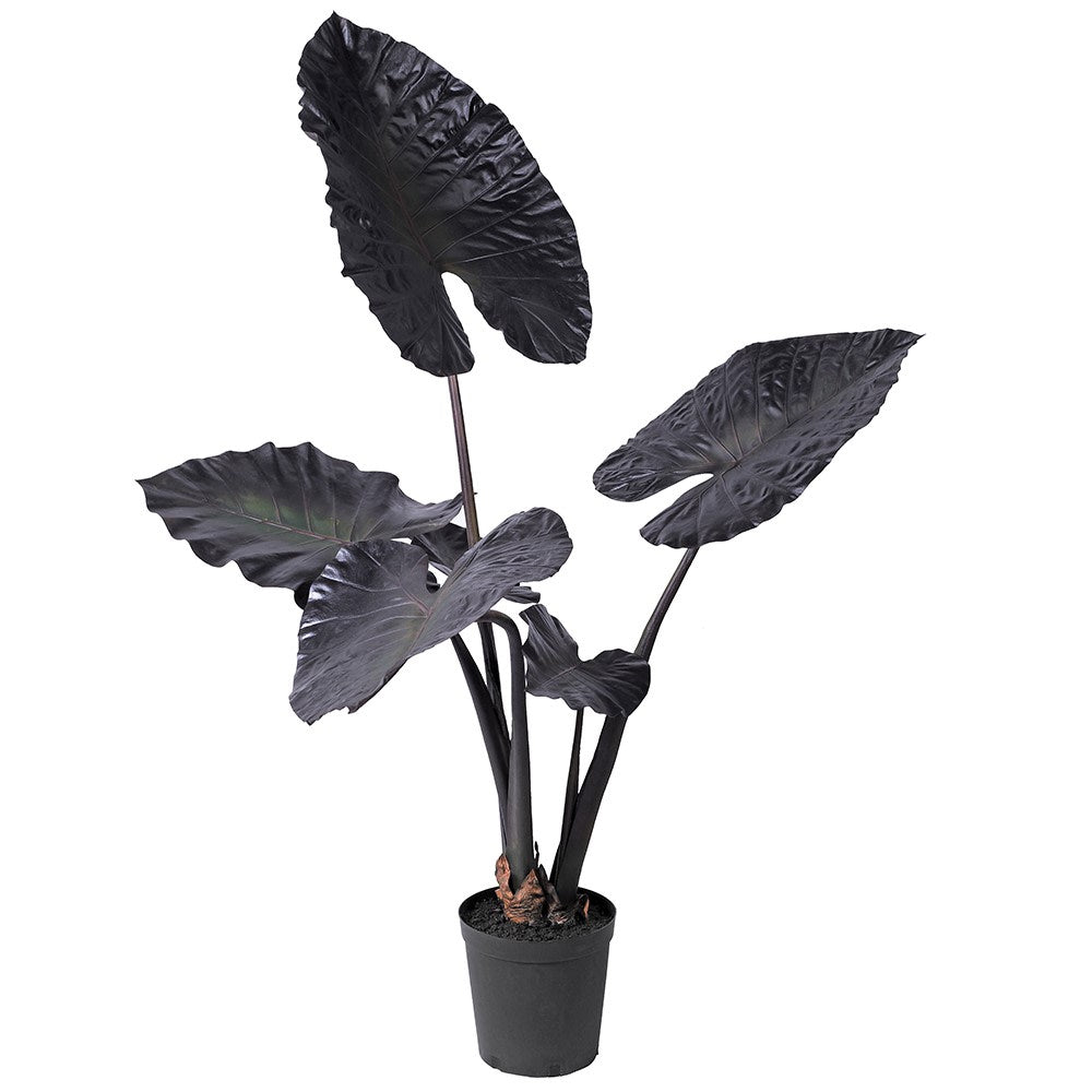 Dark Burgundy Alocasia Plant