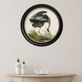 Great Blue Heron by John James Audubon – Oxford Round Framed Print