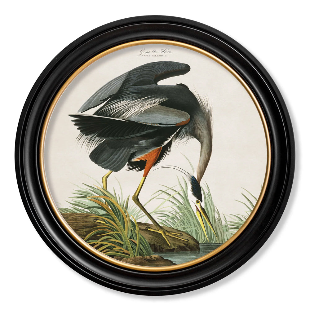 Great Blue Heron by John James Audubon – Oxford Round Framed Print
