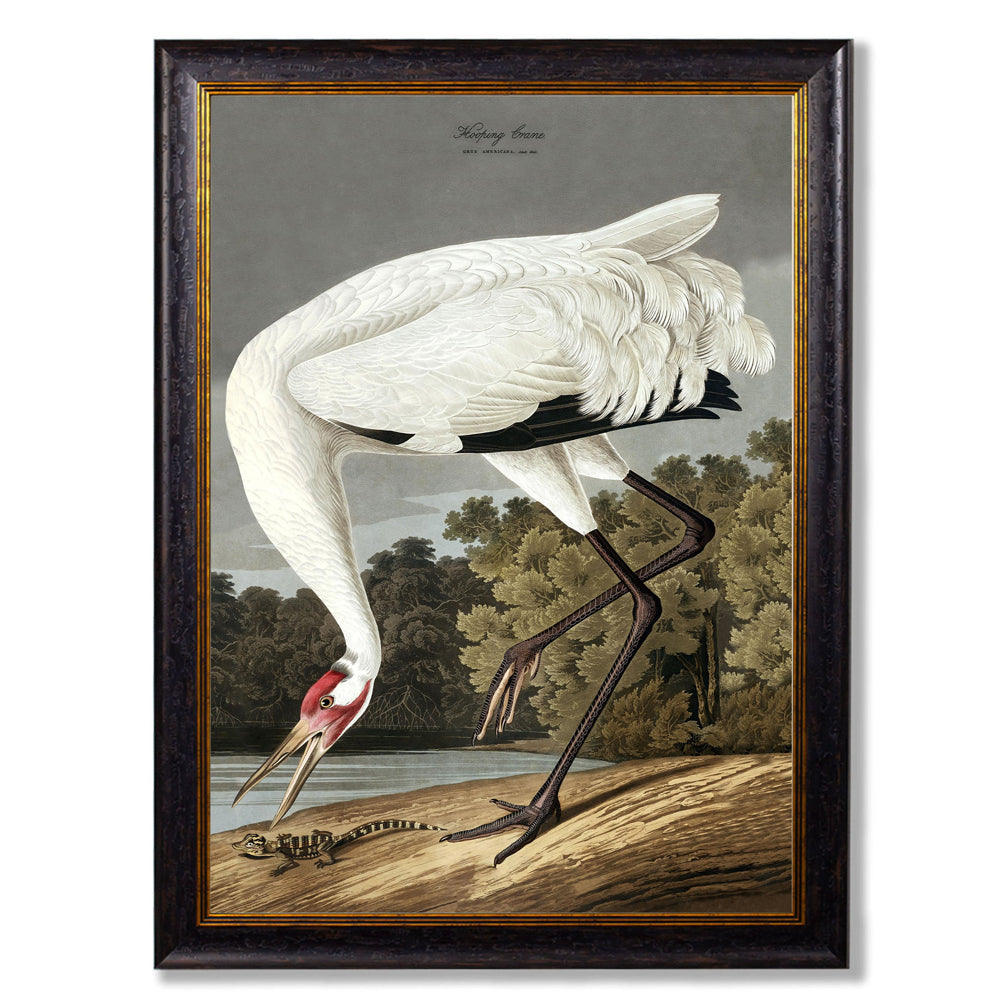 Hooping Crane by John James Audubon – Oxford Framed Print