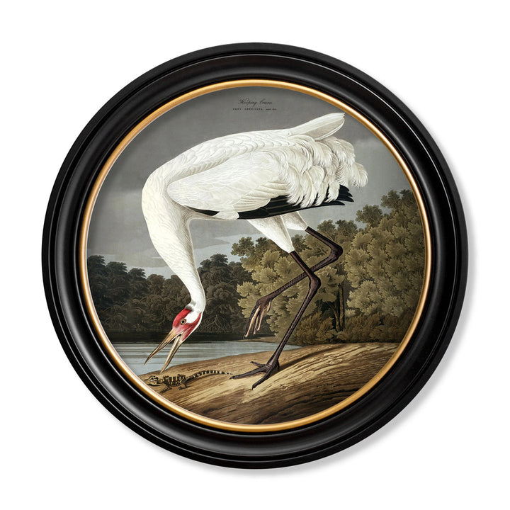 Hooping Crane by John James Audubon – Oxford Round Framed Print