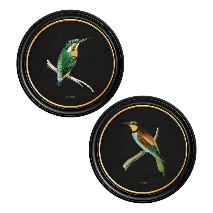 Kingfisher & Bee Eater with Black Background – Oxford Round Framed Print