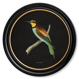 Kingfisher & Bee Eater with Black Background – Oxford Round Framed Print