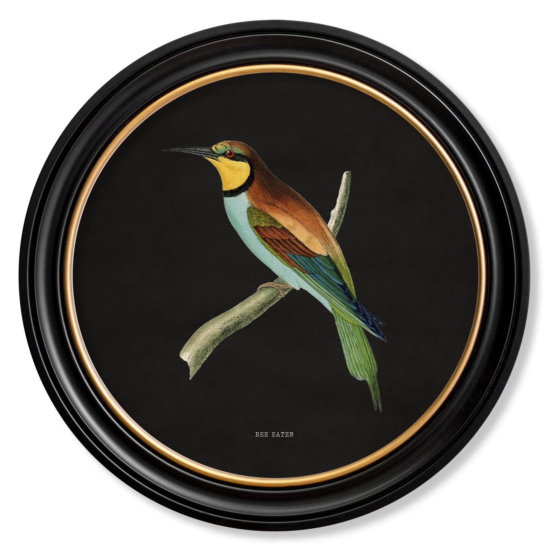 Kingfisher & Bee Eater with Black Background – Oxford Round Framed Print