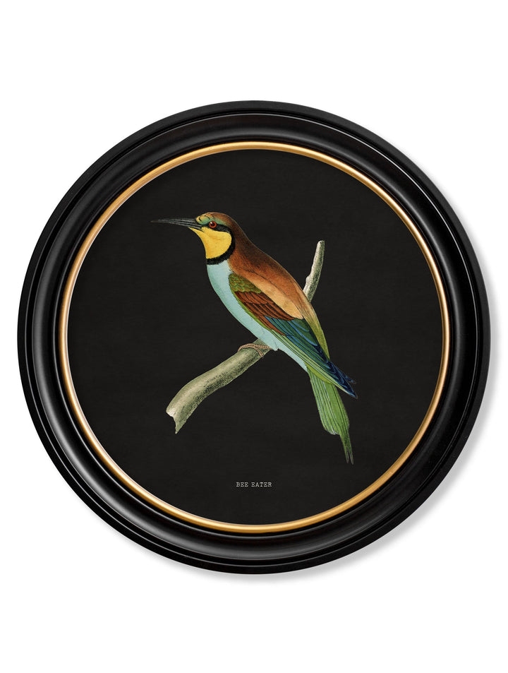 Kingfisher & Bee Eater with Black Background – Oxford Round Framed Print