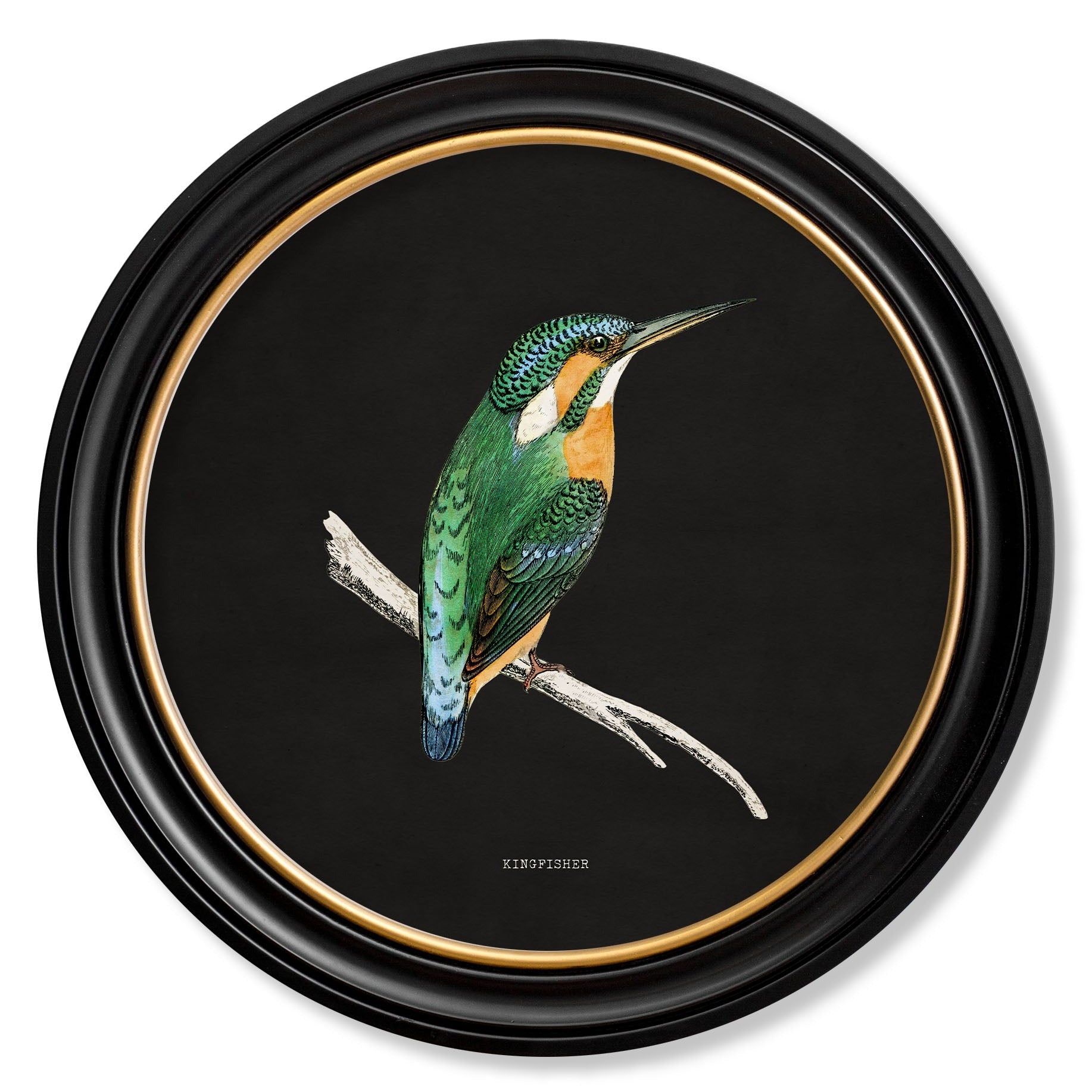 Kingfisher & Bee Eater with Black Background – Oxford Round Framed Print