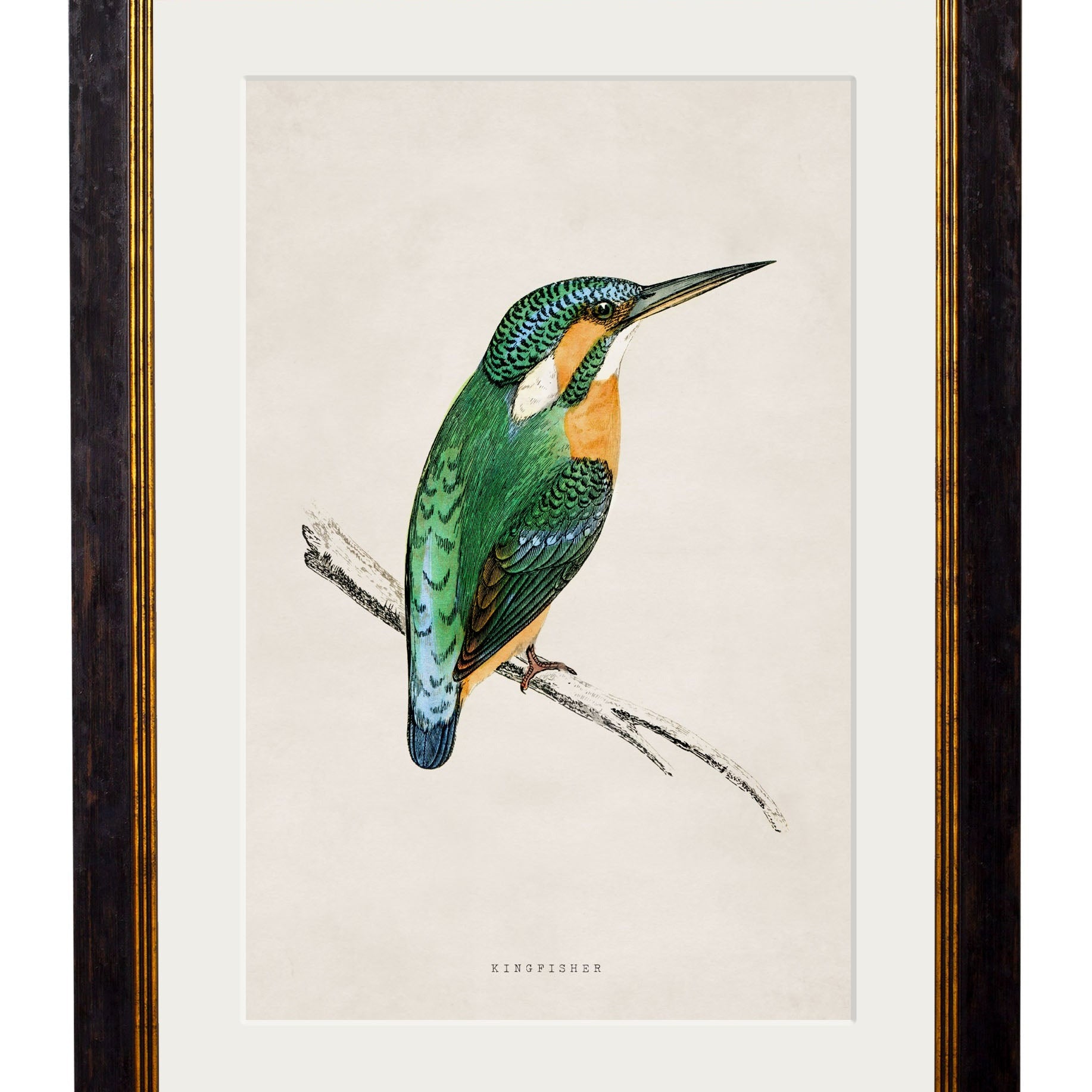 Kingfisher & Bee Eater  – Oxford Slim Framed Prints