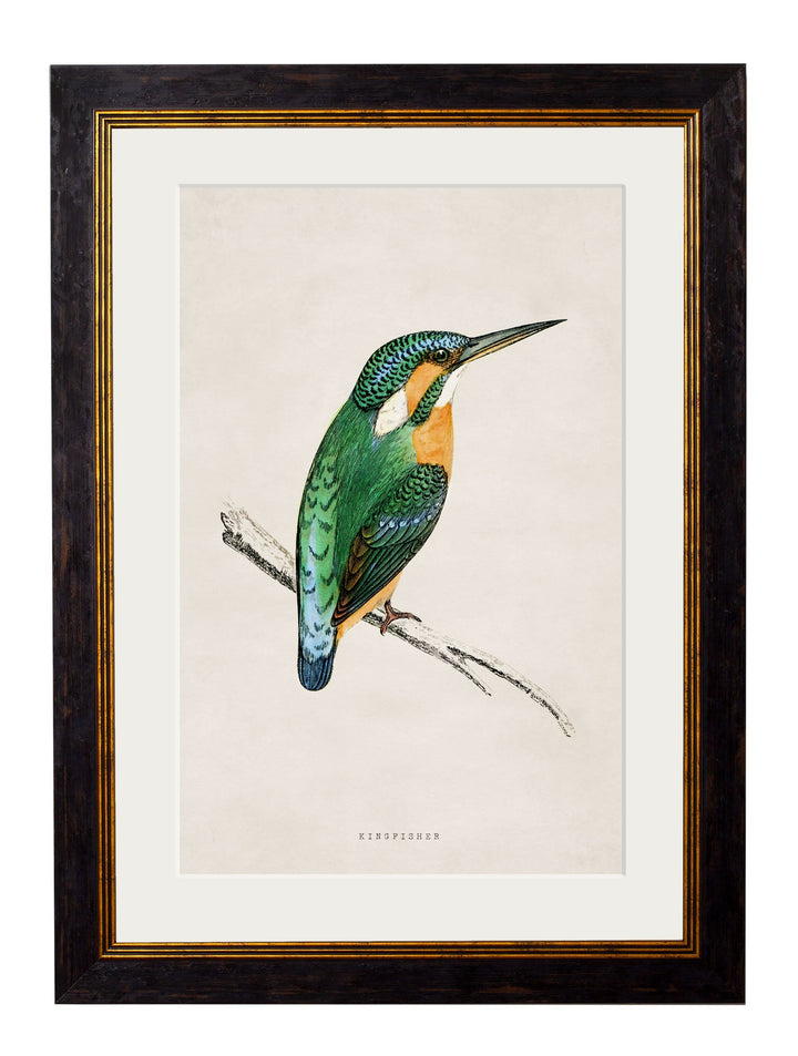 Kingfisher & Bee Eater  – Oxford Slim Framed Prints