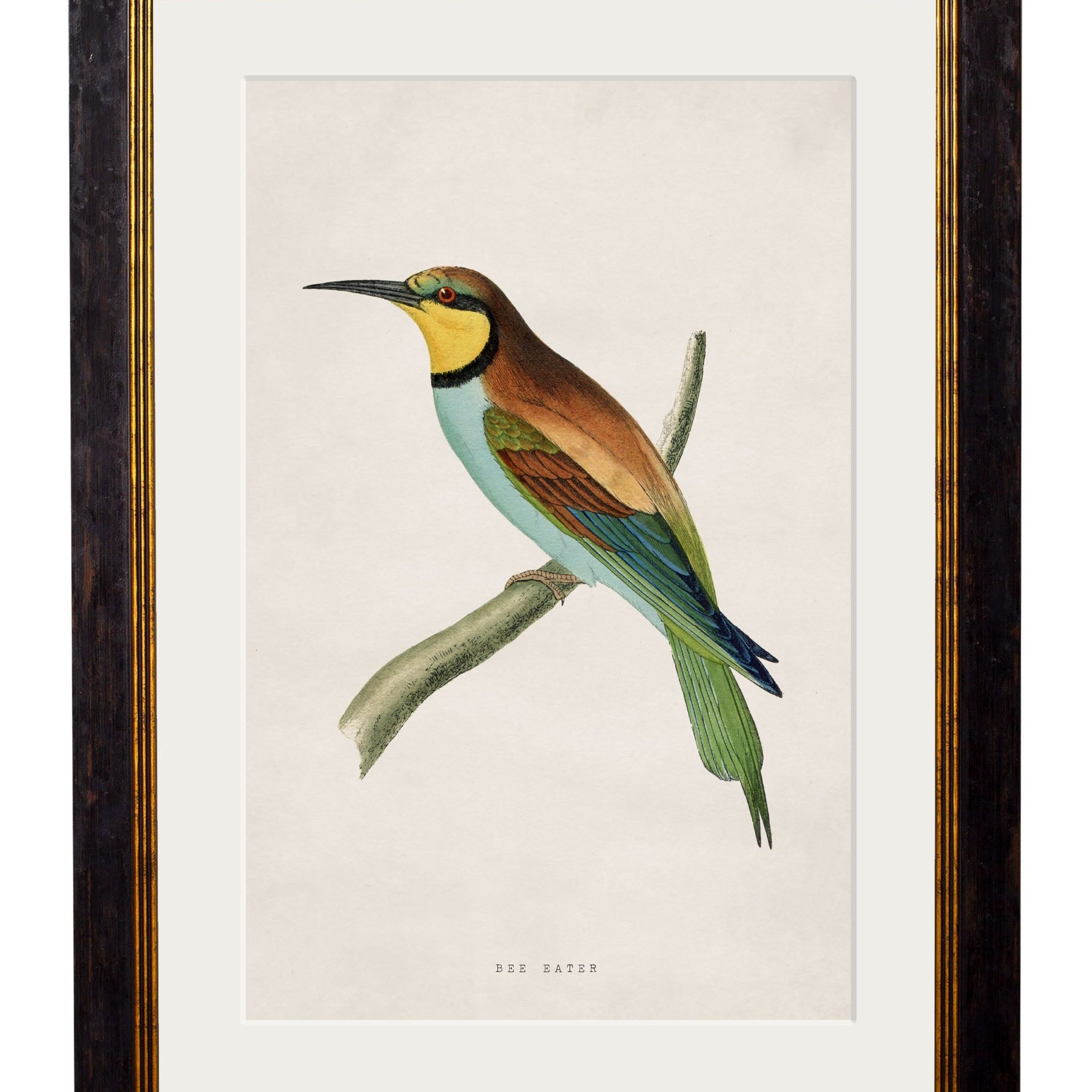 Kingfisher & Bee Eater  – Oxford Slim Framed Prints