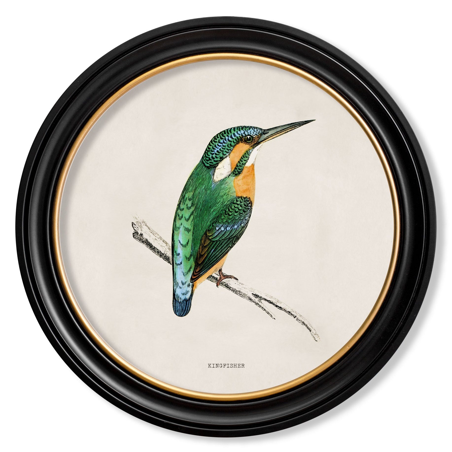 Kingfisher & Bee Eater with White Background – Oxford Round Framed Print