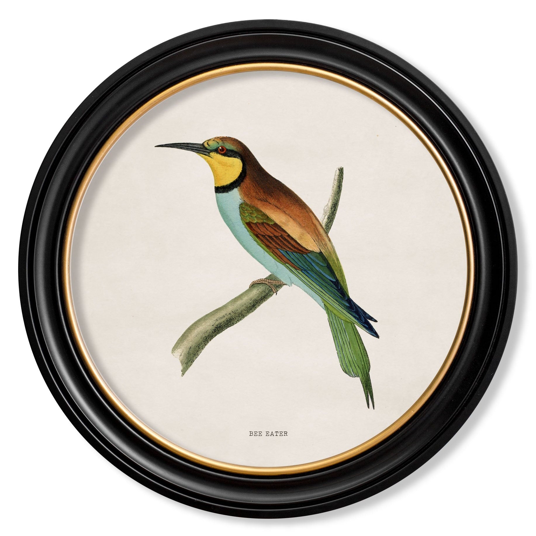 Kingfisher & Bee Eater with White Background – Oxford Round Framed Print