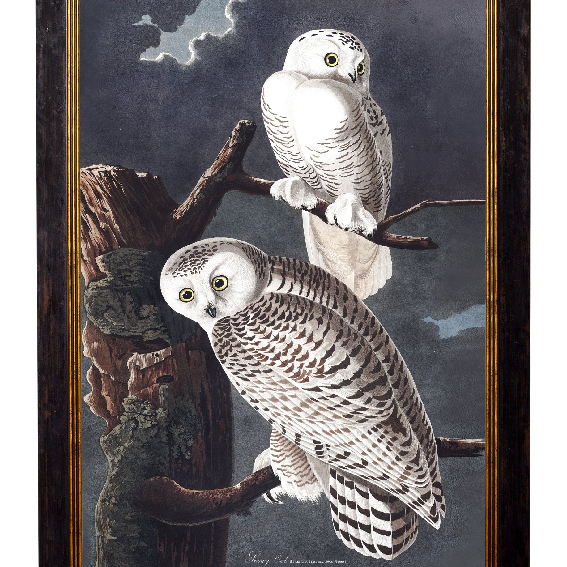 Owls by John James Audubon – Oxford Framed Print