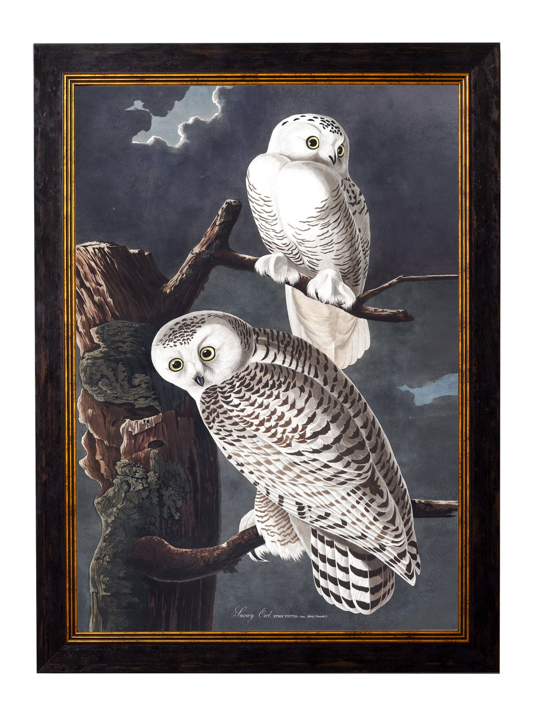 Owls by John James Audubon – Oxford Framed Print