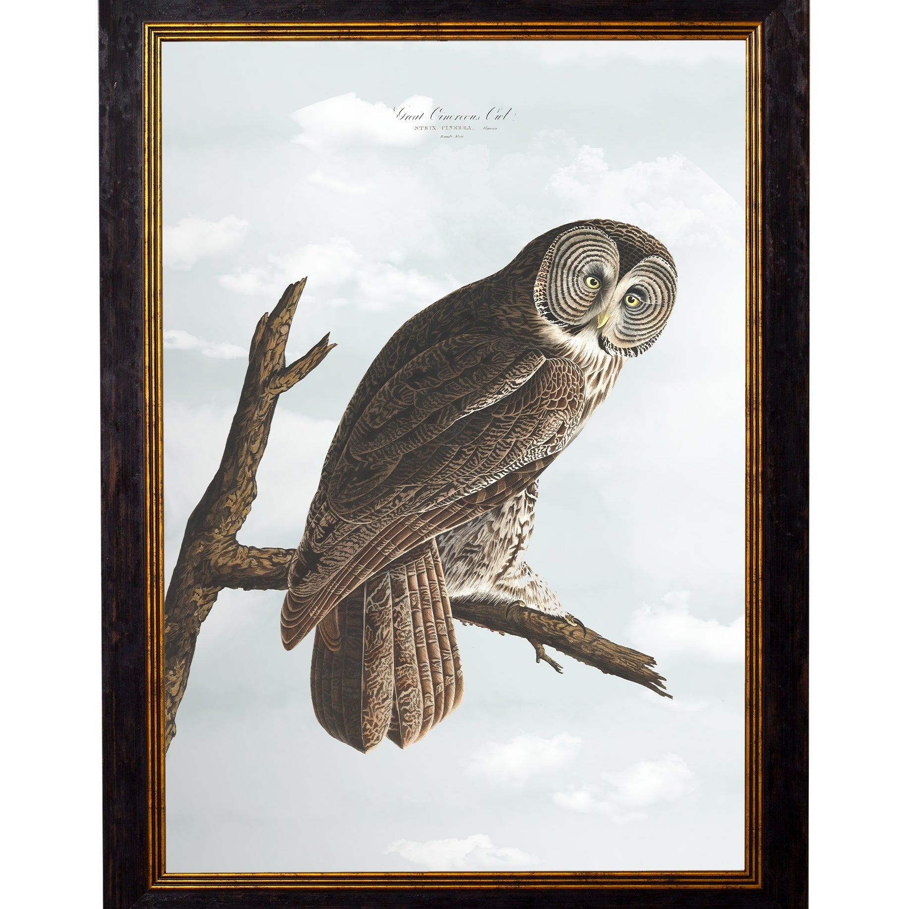 Owls by John James Audubon – Oxford Framed Print