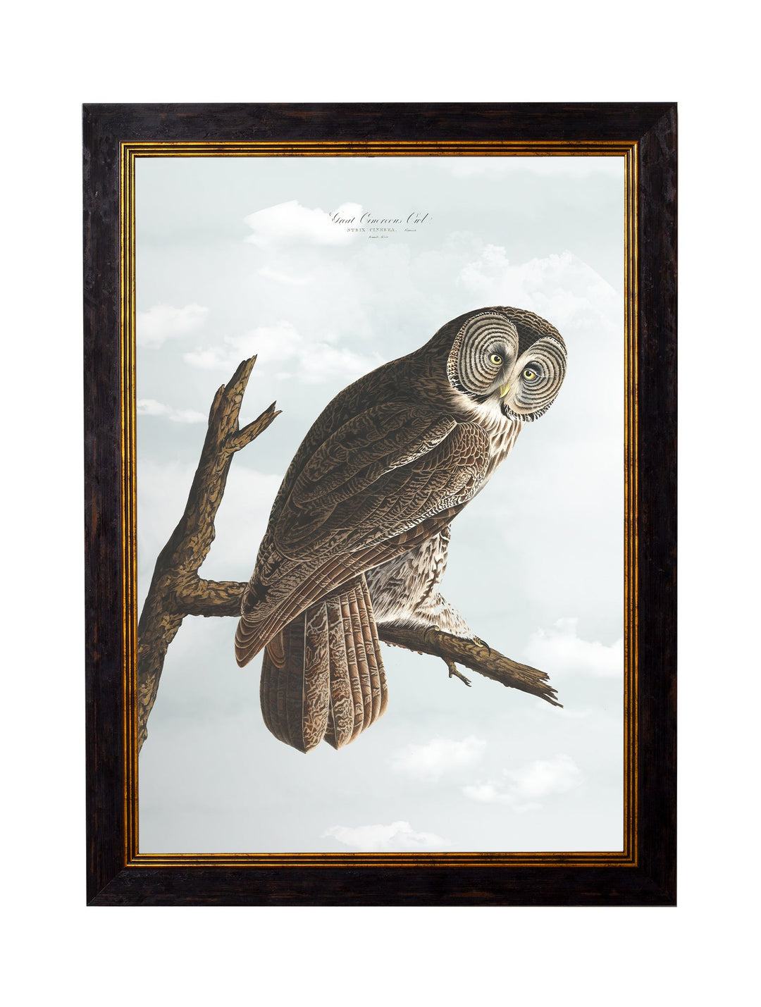 Owls by John James Audubon – Oxford Framed Print