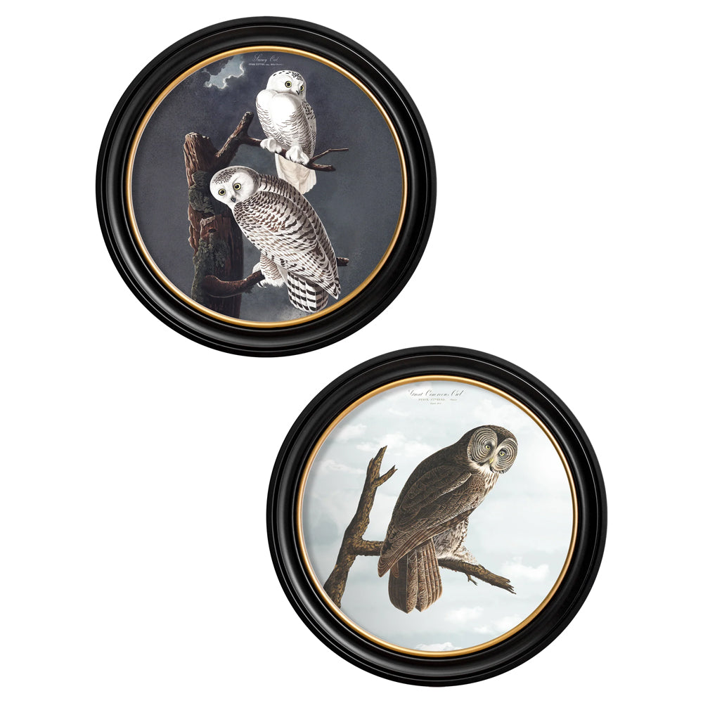 Owls by John James Audubon – Oxford Round Framed Print