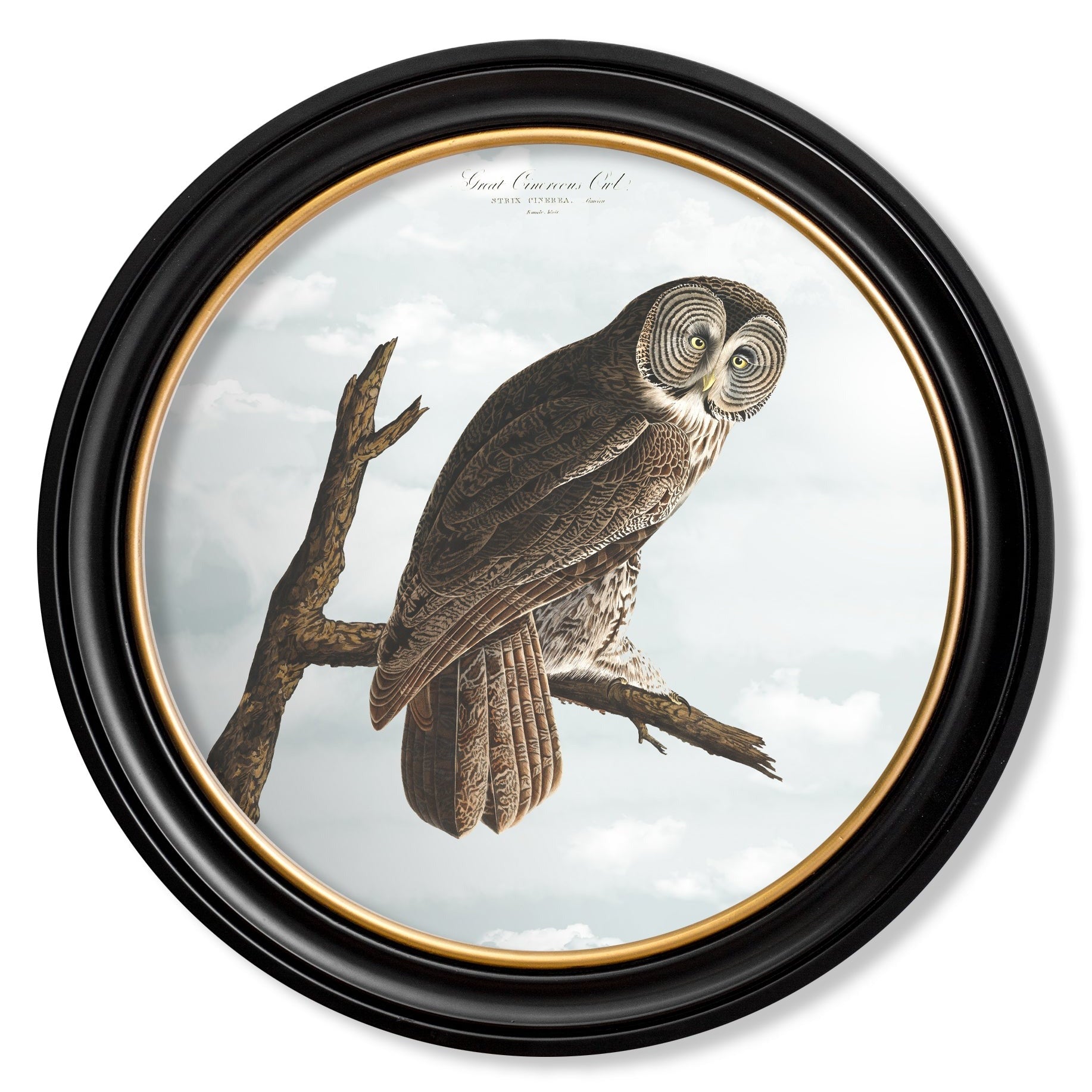 Owls by John James Audubon – Oxford Round Framed Print